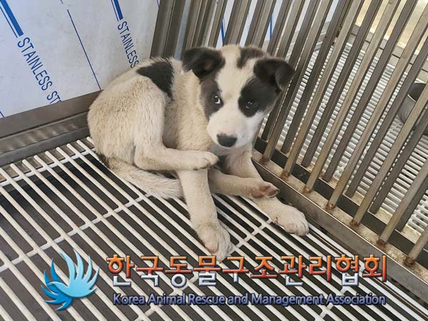 한국동물구조관리협회_441406202400755